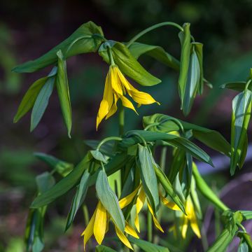 La plantation en masse des bulbes - Blog Promesse de fleurs