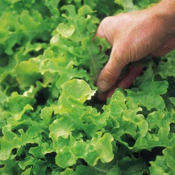 Carte ruban de Laitue à couper Salad Bowl verte et rouge en mélange Bio