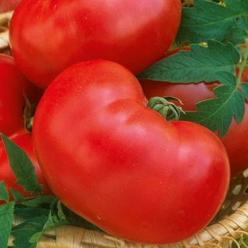Graines de Tomate type coeur de boeuf Faworyt 