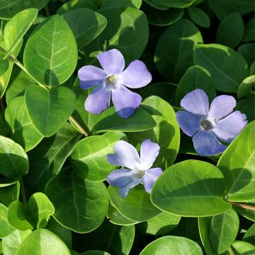 Vinca minor Grüner Teppich - Petite pervenche Green Carpet