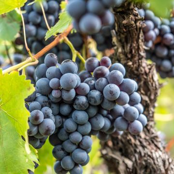 Vigne - Vitis vinifera Philipp