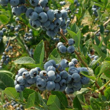 Myrtillier d’Amérique Elliott - Vaccinium corymbosum