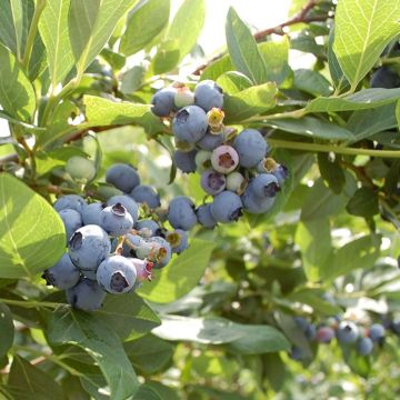 Vaccinium corymbosum Hortblue Petite - myrtillier d'Amérique