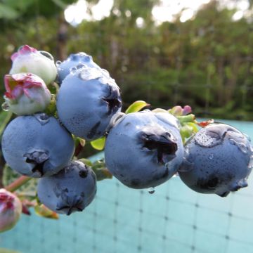 Vaccinium corymbosum Hortblue Petite - myrtillier d'Amérique