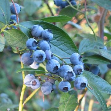 Myrtille Blue Crop - Vaccinum corymbosum 