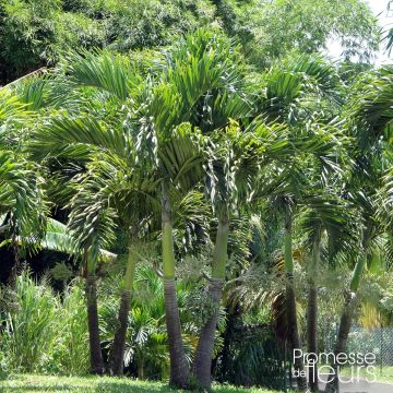 Veitchia merrillii - Palmier de Manille