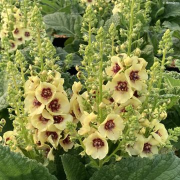 Verbascum Dark Eyes - Molène hybride