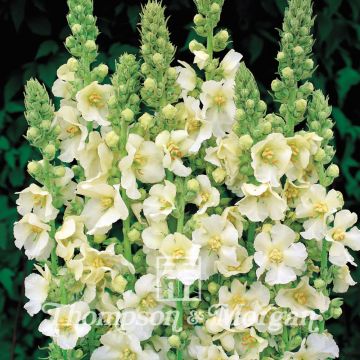 Graines de Verbascum Snow Maiden - Molène