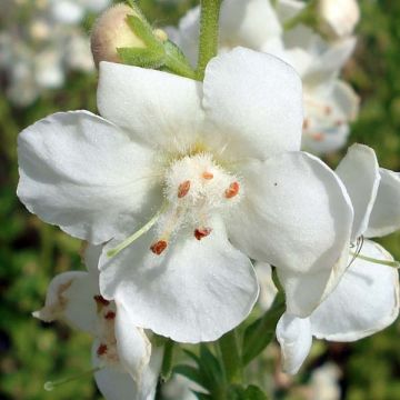 Verbascum White Domino - Molène hybride