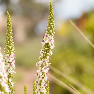 Graines de Verbascum chaixii Album - Molène de Chaix.