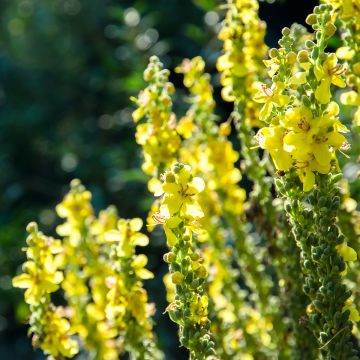 Verbascum olympicum - Molène d'Olympe