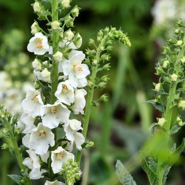 Verbascum phoeniceum Flush of White - Molène de Phénicie hybride.