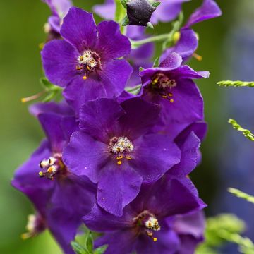 Verbascum phoeniceum Violetta - Molène