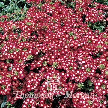 Graines de Verveine des Jardins St George