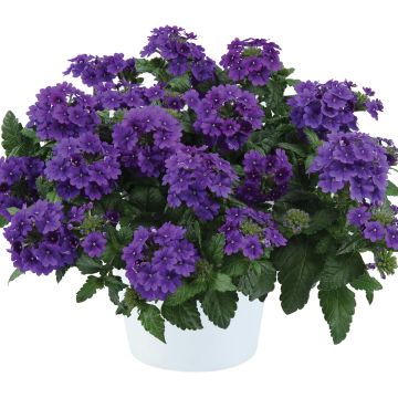 Verveine Virgo up Purple - Verveine des jardins