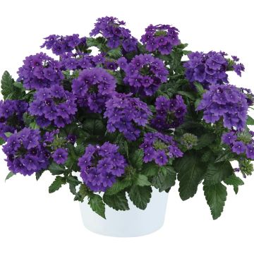 Verveine Virgo up Purple