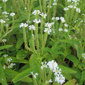 Verveine - Verbena hastata Alba