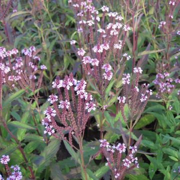 Verveine - Verbena hastata Rosea