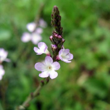 Verveine officinale - Verbena officinalis