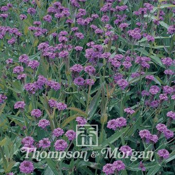 Graines de Verveine rigide - Verbena rigida