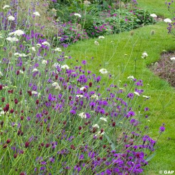 Verbena rigida Venosa - Verveine rugueuse