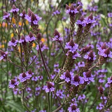 Verveine officinale 'Bampton' - Roué Pépinières