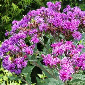 Vernonia crinita Mammuth - Vernone violet mauve