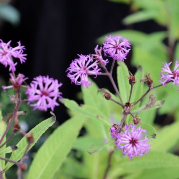 Vernonia missurica - Vernone du Missouri 