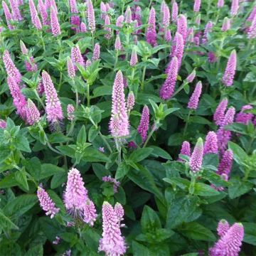 Veronica spicata First Love - Véronique