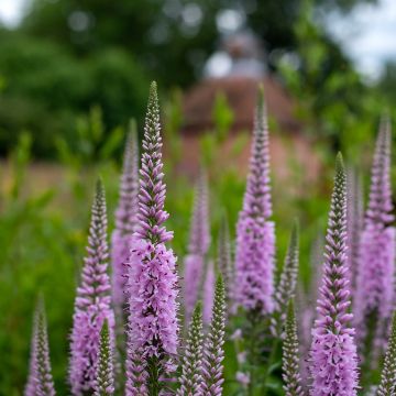 Veronica spicata Blue Candle - Véronique en épis bleue