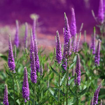 Veronica spicata Blue Candle - Véronique en épis bleue