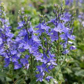 Veronica austriaca Royal Blue - Véronique d'Autriche