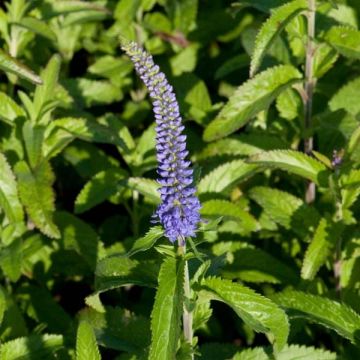 Veronica longifolia Blauriesin - Véronique à grandes feuilles