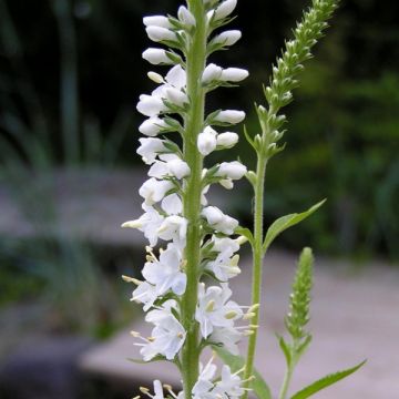 Veronica longifolia Charlotte® - Véronique à grandes feuilles