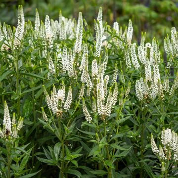 Veronica longifolia First Lady - Véronique à longues feuilles