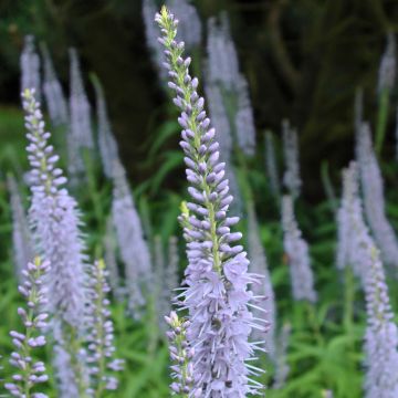 Veronica longifolia Lila Karina - Véronique à longues feuilles