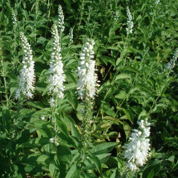 Veronica longifolia Schneeriesin - Véronique blanche à longues feuilles