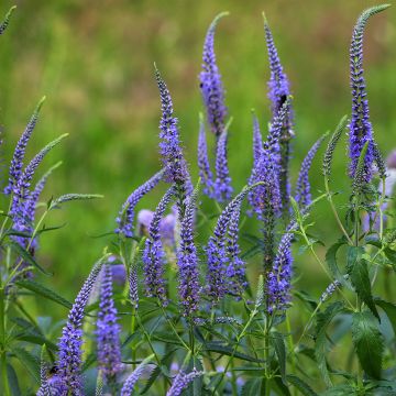 Veronica longifolia, Veronique