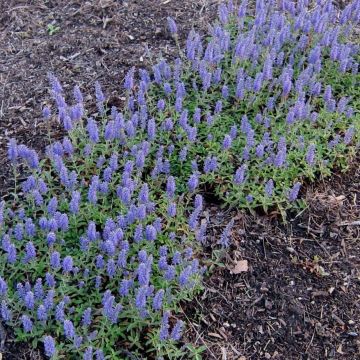 Veronica spicata Nana Blue - Véronique en épis en pot de 2/3 L