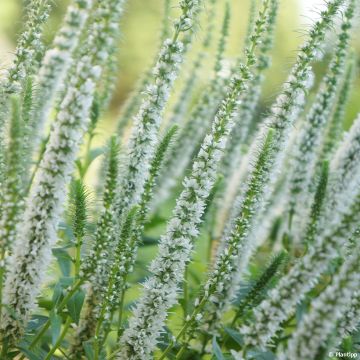 Veronica spicata Snow Candles - Véronique en épis