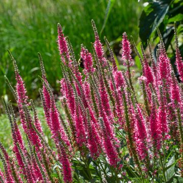 Veronica spicata Younique Baby Red - Véronique en épis