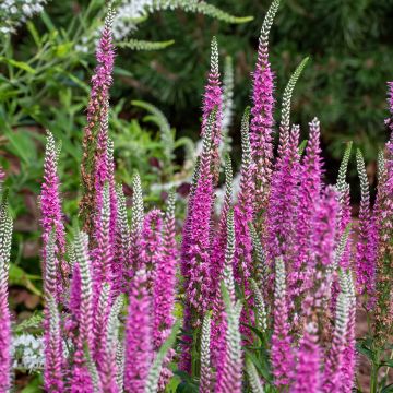 Veronica spicata Blue Candle - Véronique en épis bleue