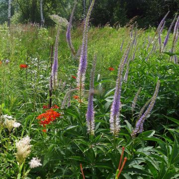 Veronicastrum sibiricum - Véronique de Sibérie