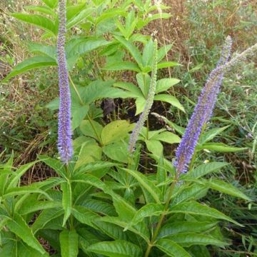 Véronique Apollo - Veronicastrum virginicum Apollo