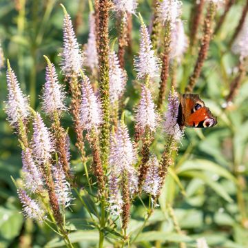 Veronicastrum virginicum Challenger - Véronique de Virginie