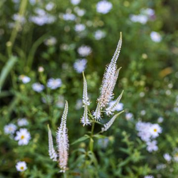 Veronicastrum virginicum Diana - Véronique de Virginie