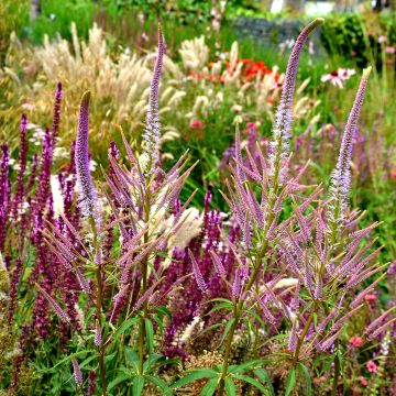 Veronicastrum virginicum Fascination - Veronicastrum rose lilas