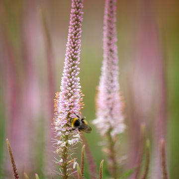 Veronicastrum virginicum Kleine Erika - Véronique de Virginie