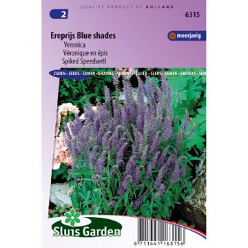 Graines de Véronique en épis Blue Shades - Veronica spicata