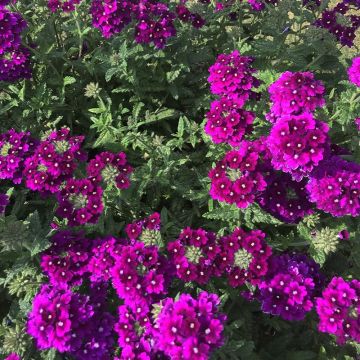 Verveine Endurascape Purple Imp - Verveine des jardins